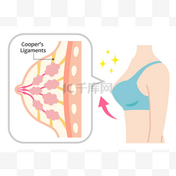 身体结构素材图片_坚定的乳房和妇女的身体结构。库