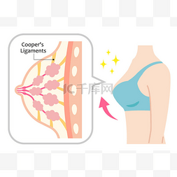 坚定理想信念图片图片_坚定的乳房和妇女的身体结构。库