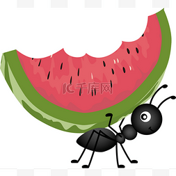 蚂蚁携带西瓜