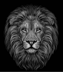 狮子的头图片_狮子. 