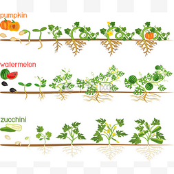 植物的果实图片_葫芦植物的一组生命周期。 西瓜