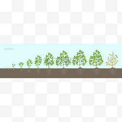 地中海字体图片_大豆植物生长阶段,根在土壤中。