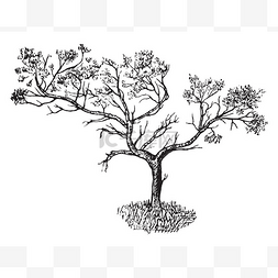 雕刻插图图片_在贫瘠地区的瞻博树。树有非常少