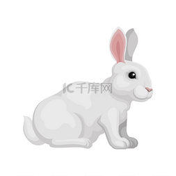 耳朵和尾巴图片_可爱的兔子坐在孤立的白色背景, 