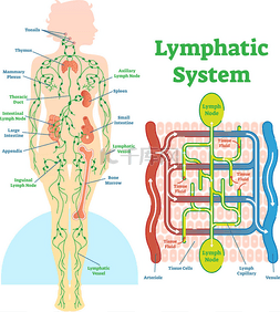 淋巴系统解剖向量图解, 教育医疗