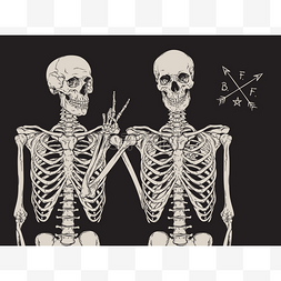 人类骨骼最好的朋友在黑色背景矢
