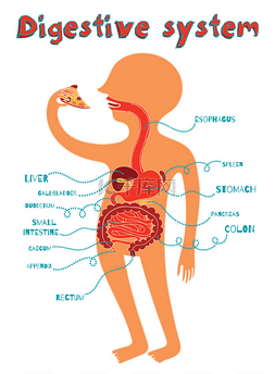 消化系统图片_人体消化系统为孩子们的矢量图