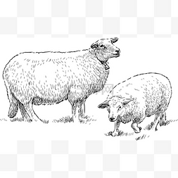 两只羊放牧