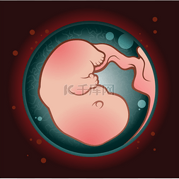 胎儿图片_在早期发育中的胎儿