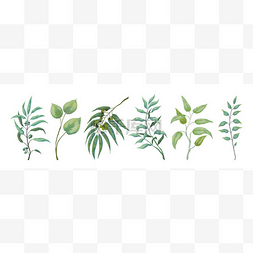 紫杉树植物。绿树自然树枝和树叶