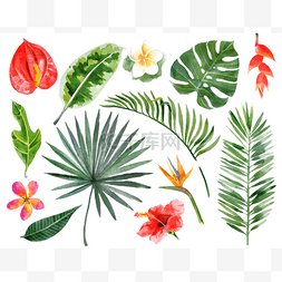 手绘水彩的热带植物
