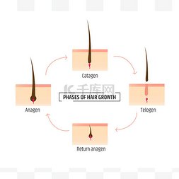 皮肤病学图片_毛发生长阶段。图表 trichology 和皮