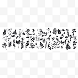 草蜻蜓图片_一组植物学元素和昆虫的轮廓。植