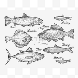 手绘金枪鱼鱼图片_手绘鱼。草绘鳟鱼、 鲤鱼、 金枪