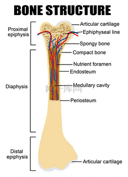 人体骨骼解剖图