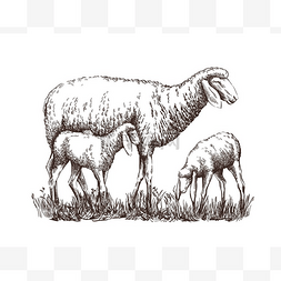 羊彩绘图片_彩绘羊, 站在两只小羊旁边