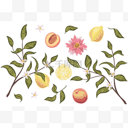 精美的剪贴画,有桃子,柠檬,花和叶