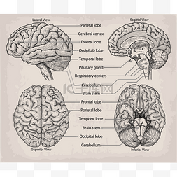 解剖的大脑器官。医学，矢量插图