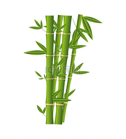 竹子植物孤立的图标