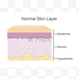 人的皮肤图片_人类皮肤层的矢量风格的组件.