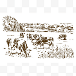 奶牛在草地上吃草.手绘插图.