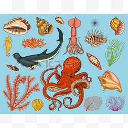 海洋生物手绘素描图片_鱼类或海洋生物鹦鹉螺 pompilius, 水