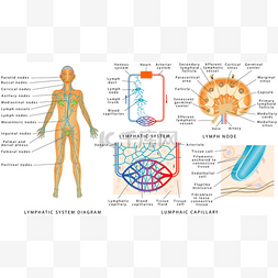 淋巴系统-人体淋巴图。淋巴系统