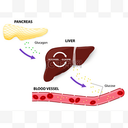 胰高血糖素糖原和葡萄糖