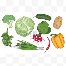 素食食品蔬菜和草药新鲜的春绿色