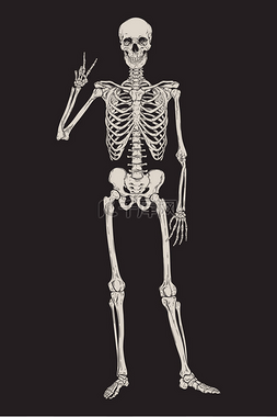 人类骨架摆成孤立的黑色背景向量
