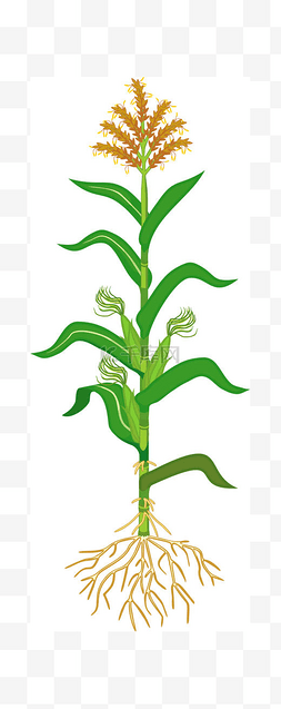玉米（玉米）植物与绿叶，根系，