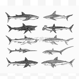 鲨鱼，大白鲨，6gill锯鲨。烤沙虎