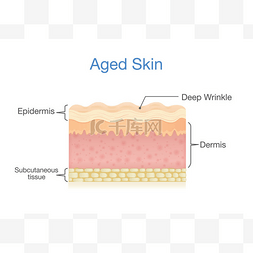 关于五四图图片_老年的皮肤层在 3d 矢量风格.