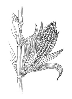 玉米籽粒秸秆草绘的插图