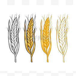 麦子的耳朵。向量复古颜色和单色