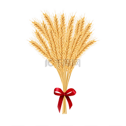 麦子。收获尖刺的粮食头。圣诞套