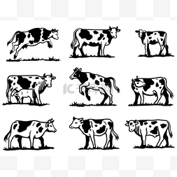 放牛背景图片_繁殖奶牛。畜牧业。灰色背景的草