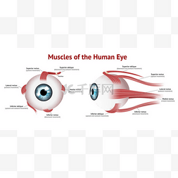 肌肉-眼睛-v3肌肉的眼， 眼肌肉解