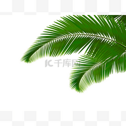 棕榈叶，白色背景