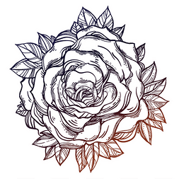 手绘线条玫瑰图片_葡萄酒花卉详细手绘玫瑰, 叶.