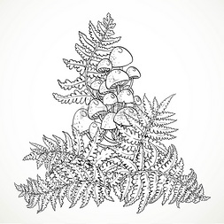 黑白相间的图形 w 孤立的蕨类植物