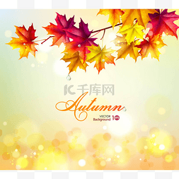 枫树的叶子图片_抽象秋季背景与叶.