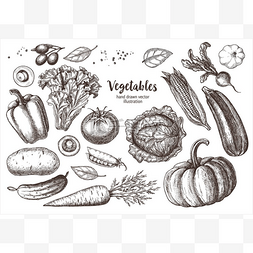 准备蔬菜。用于海报、标签和菜单