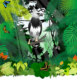 中蝴蝶图片_矢量鹰身女妖鹰和丛林热带雨林中