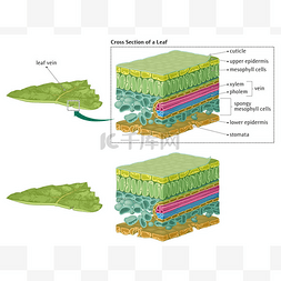 钢管截面图片_叶截面