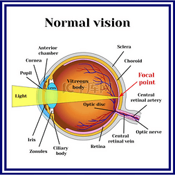 正常视力。眼球结构.