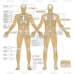 人体骨骼图图片_图的人体骨架