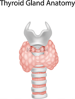 甲状腺腺体解剖图解