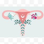 PCOS -花中乌特鲁氏菌的解剖方案。多囊性卵巢综合征-生殖系统图.妇女健康