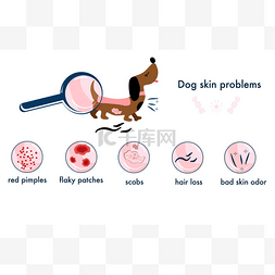宠物素材图标图片_狗的皮肤问题。信息图形图标具有